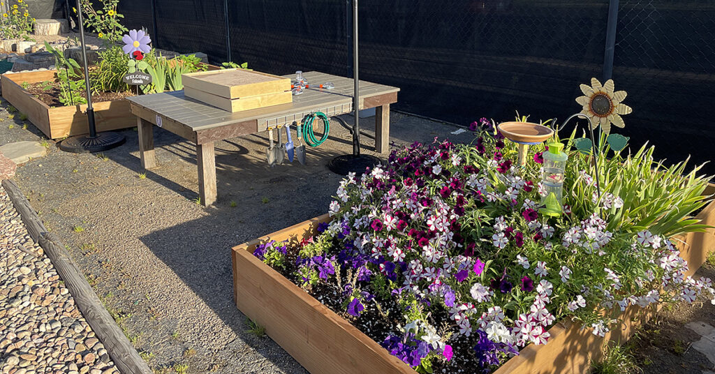 flowers bloom in the ECE Alley Cats Garden and Picnic Area
