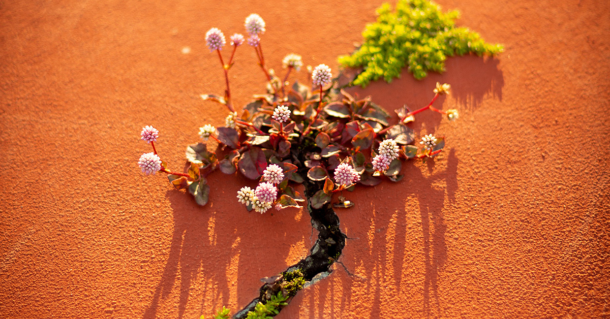 photo by Nathália Arantes via unsplash