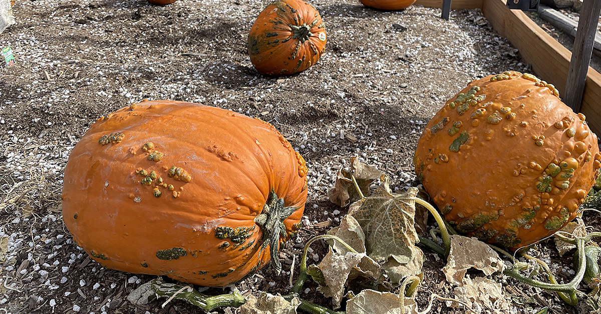 Alley Cats Pumpkin Patch