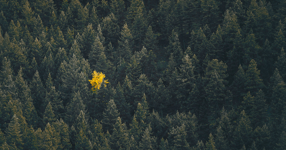 photo by Calvin Weibel via unsplash