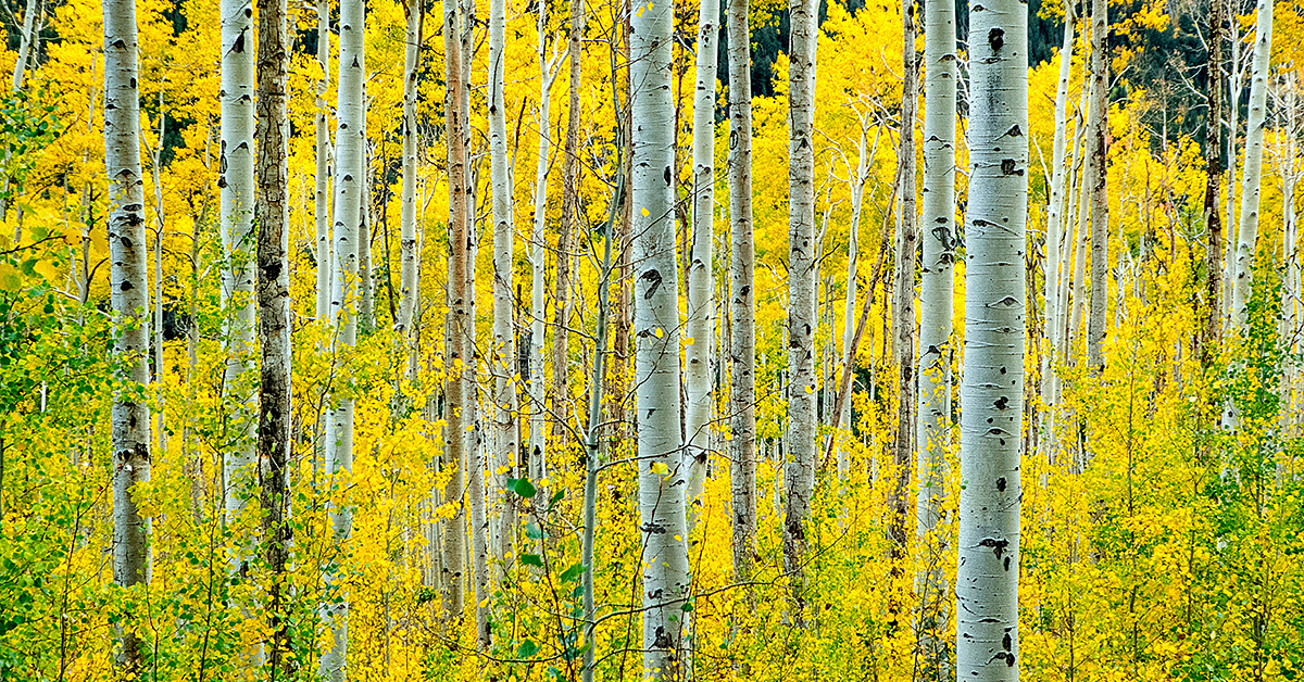 photo by Donald Giannetti via unsplash