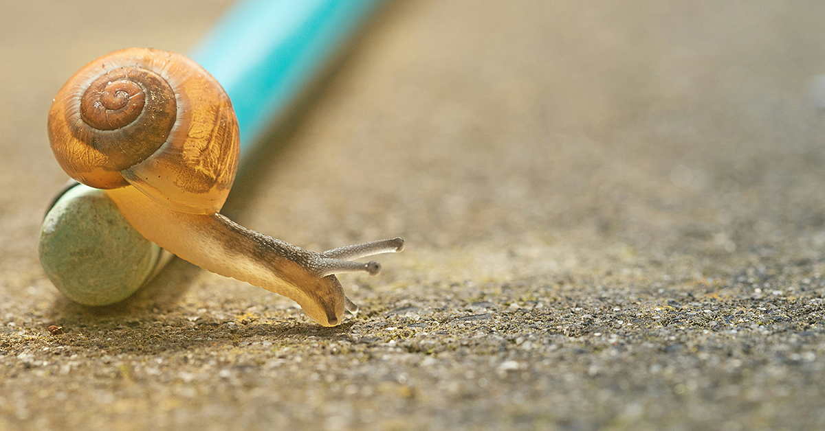 photo of snail by Pascal VanDeVendel via unsplash
