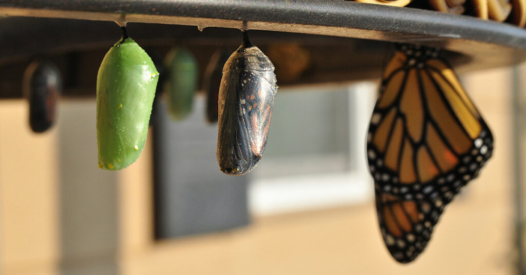 photo by Suzanne D Williams via unsplash