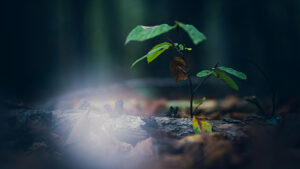 photo by Jannik Selz via unsplash