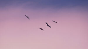 photo by Saurav Mahto via unsplash