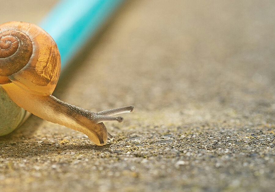 photo of snail by Pascal VanDeVendel via unsplash